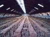 2004_chine_037 2004_chine_037