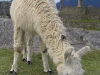 IMG_2760 IMG_2760