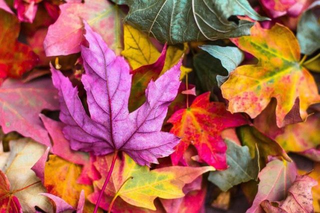 activites-enfants-automne